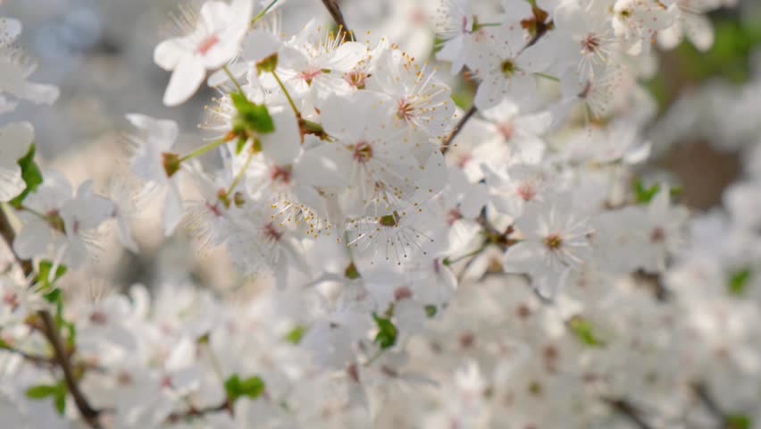 Spring white cherry blossoming flowers on the tree branches. Close up. Nature background. Shift focus