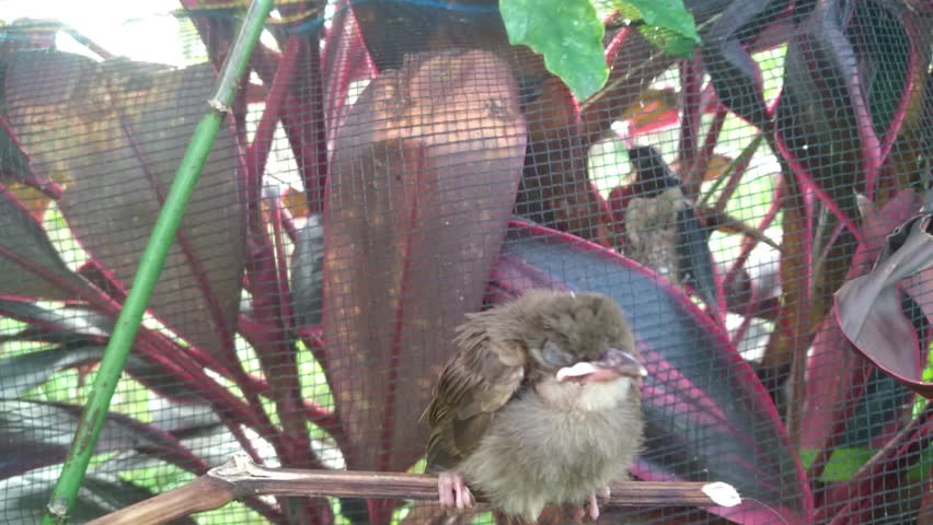 Small Brown Bird Perched Among Tropical Leaves
