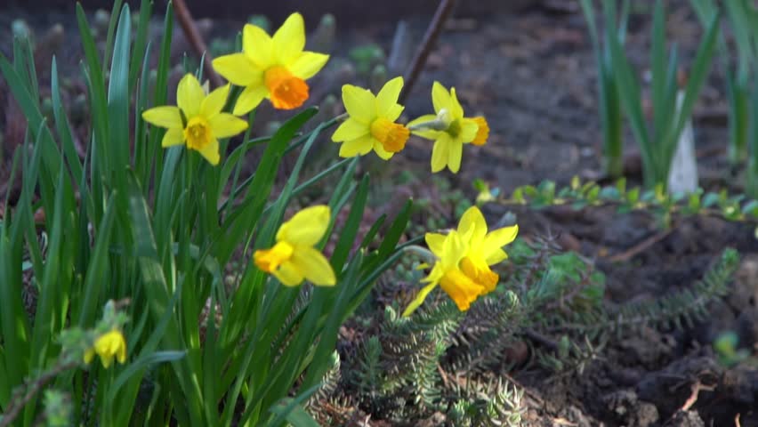 Yellow daffodil flowers in a spring flower bed in garden