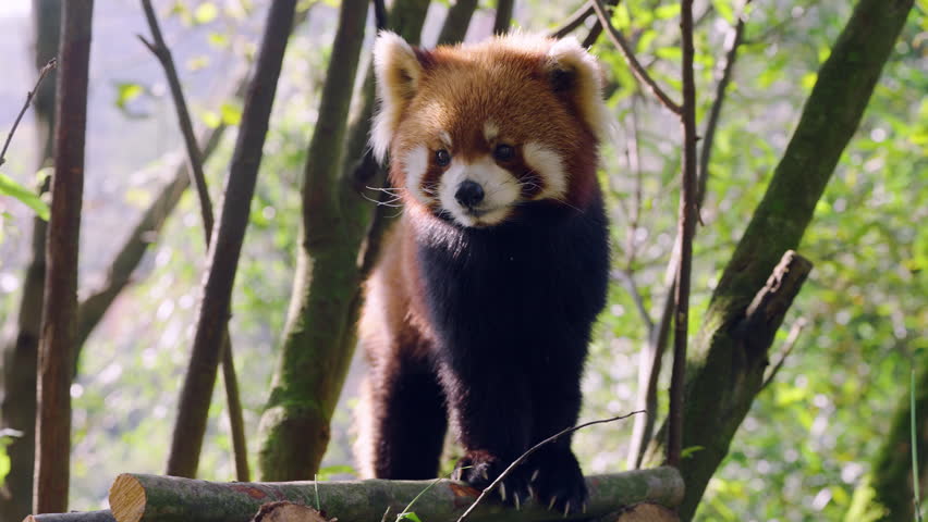 Red Panda In Natural Habitat In Dujiangyan Panda Sanctuary, Chengdu, China - Close Up
