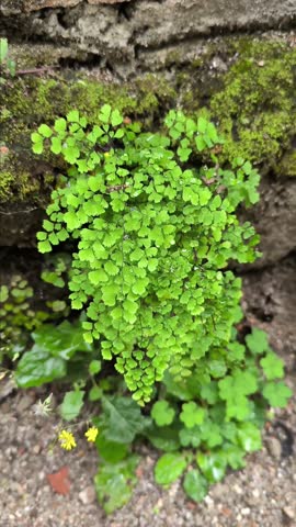 Adiantum capillus-veneris, maidenhair, black maidenhair fern, maidenhair fern, venus hair fern