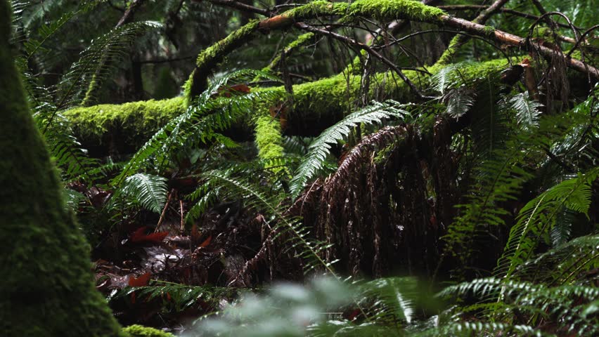 Sword ferns and fallen log on forest floor in Whatcom County rainforest. Medium static shot in 4K.