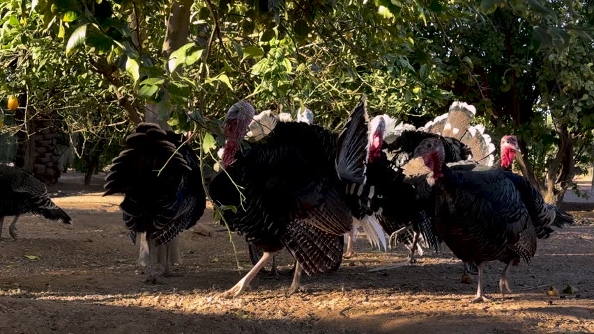 Group of Thanksgiving turkey walking outdoors in rural farm setting with warm sunset light. Agriculture and Thanksgiving season concept