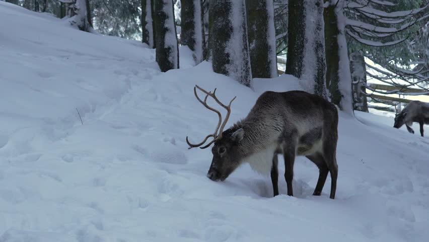 Reindeer Eurasian Tundra wildlife wild animal up-close in cold winter climate snow landscape