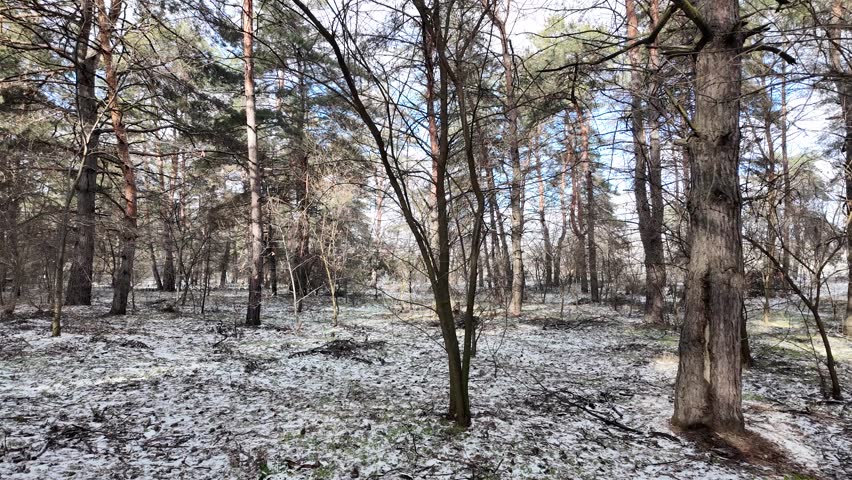 Serene winter landscape of a sunlit pine forest with a light dusting of snow on the ground. Scenic woodland path under a bright blue sky, capturing a peaceful morning atmosphere.
