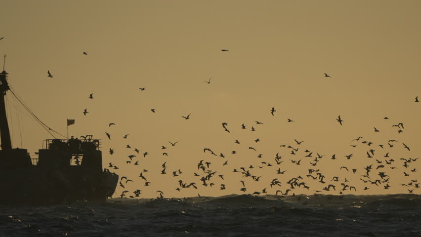 Birds flying ocean, large flock silhouetted over dark wavy sea, boat at golden sunset