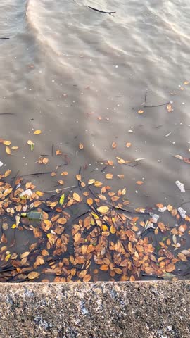 Dried mangrove leaves floating on the murky brown water of a coastal creek.