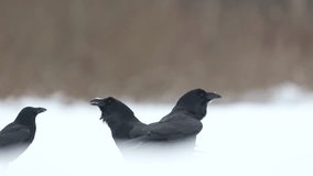 Bird Common Ravens Corvus corax, dark style big black scary bird walking on a snowy meadow, winter time meadow in eastern Poland Europe - Powered by Shutterstock - Get 15% off with code: PIKWIZARD15