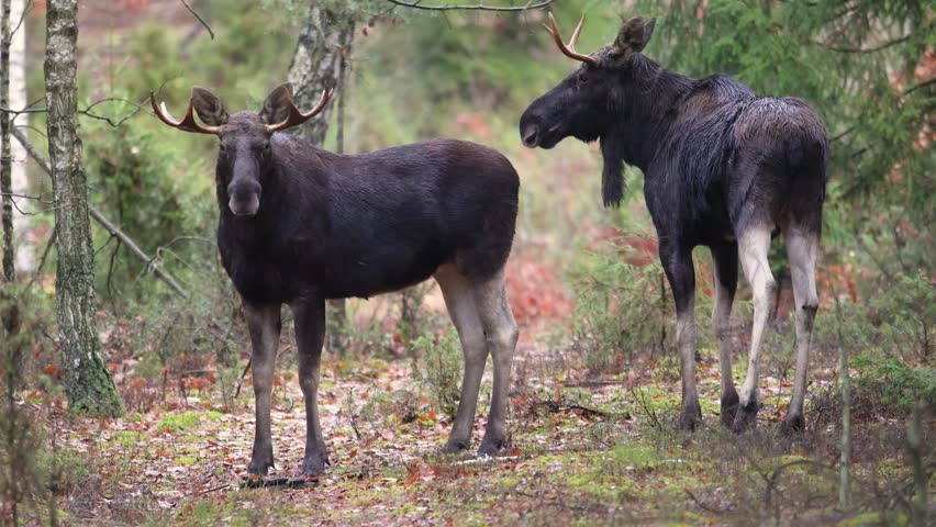 Mammals two animal male bulls Elk Moose ( Alces alces ) North part of Poland, Europe young forest in autumn time early morning