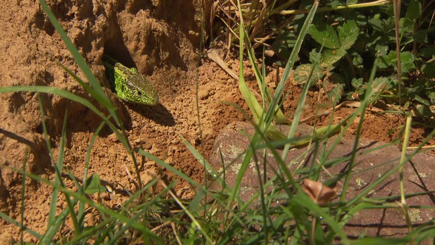 lizard looking out of its hiding place