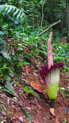 A view of the exotic endemic plant of Titan Arum (Amorphophallus titanium) in the rainforest habitat of Indonesia.