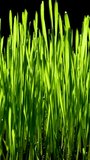 Fresh green grass sprouts macro on dark background, Backlit young blades with dew highlighting early growth and natural vitality, vertical footage - Powered by Shutterstock - Get 15% off with code: PIKWIZARD15