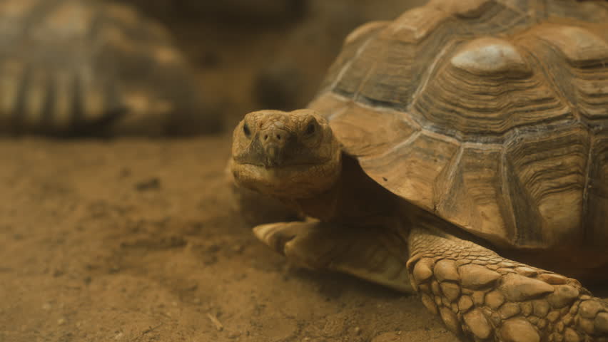 close up head of the African spurred tortoise (Centrochelys sulcata)