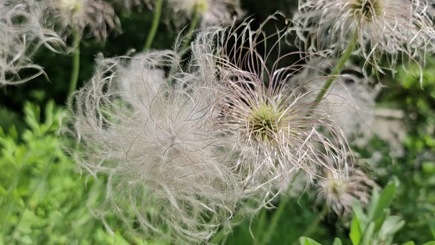 White Pulsatilla Seed Heads Swaying in Spring Breeze, Horizontal Video.

After blooming in May, pasque flowers transform into soft white seed heads resembling delicate white hair. The fluffy seeds gently sway in the spring breeze, creating a poetic seasonal nature scene. Horizontal 14-second video with no people.
