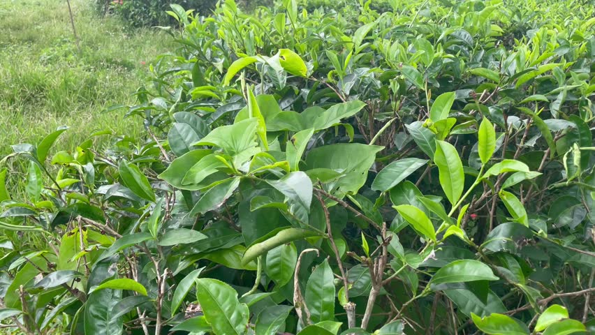 Tea Plantation Field with Fresh Green Leaves in Daylight