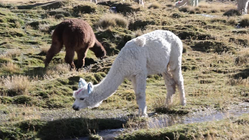 Alpacas and llamas grazing in the Colca Valley