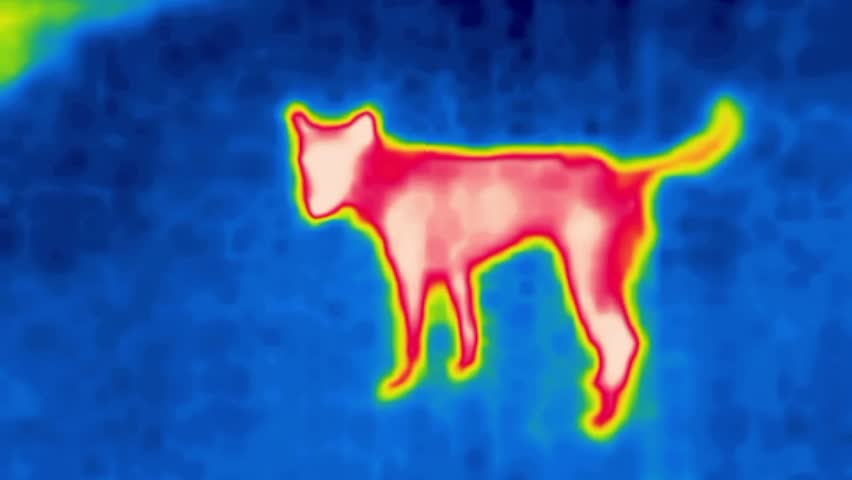 The dog came close. Image from thermal imager device.