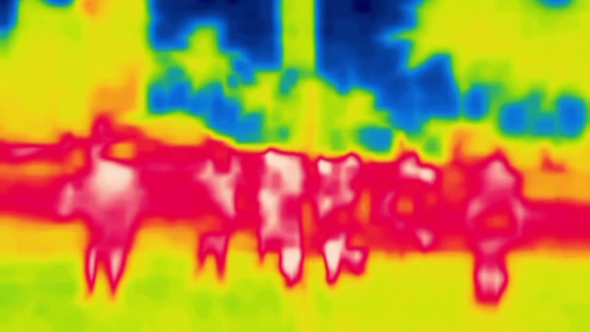 Rugby teams on the field. Image from thermal imager device.