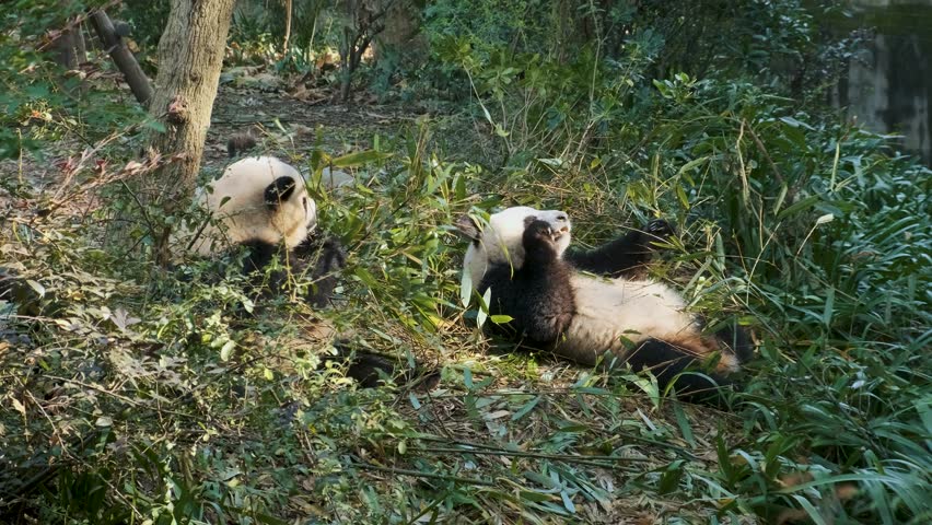 Giant pandas laying on ground, eating bamboo surrounded by leaves and forest floor at Chengdu Research Base of Giant Panda Breeding, China. Biodiversity, wildlife protection