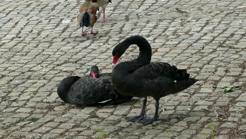 Black swans  resting near a pond in a park