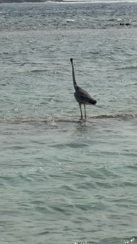 Great blue Heron in Maldives. Seaside, shore marine wildlife animal in natural habitat at tropical Maldives