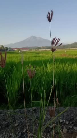 Penanggungan mountain is a bautiful place 