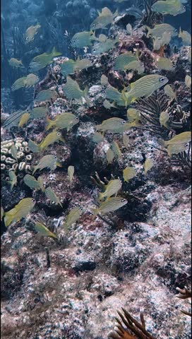 Vertical Video of Mesmerizing School of French Grunts in the Florida Keys, USA