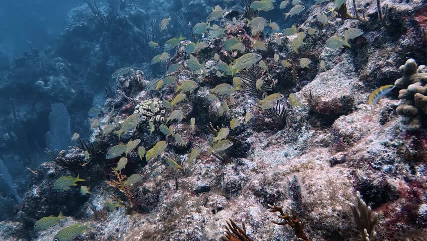 4K Ultra HD: Massive School of French Grunts on a Vibrant Florida Keys Coral Reef