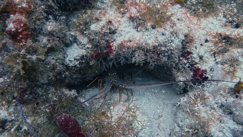 4K Underwater Footage of Spiny Caribbean Lobster (Panulirus argus) in Key Largo, Florida, USA