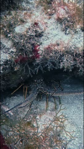 Vertical Marine Life Footage: Spiny Lobster in Florida Keys