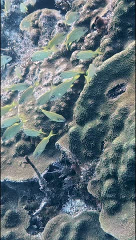 Vertical Video of Mesmerizing School of French Grunts in the Florida Keys, USA