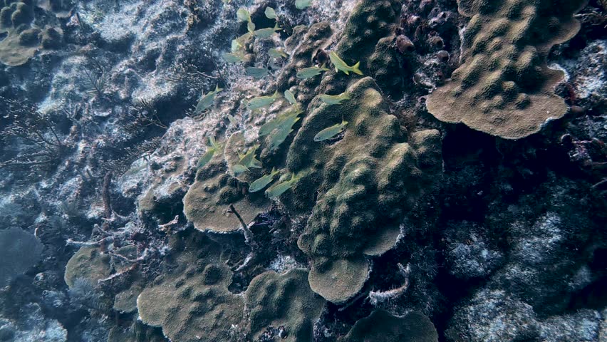 4K Ultra HD: Massive School of French Grunts on a Vibrant Florida Keys Coral Reef