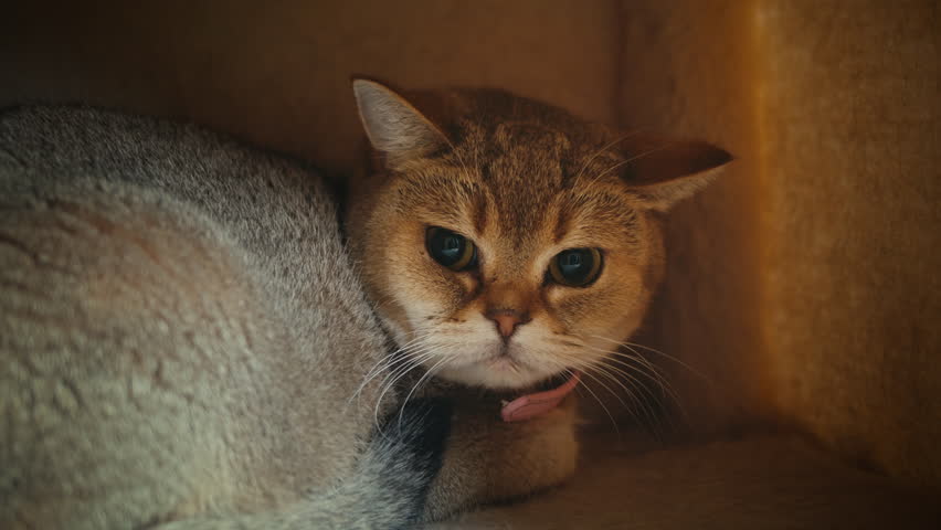 Cat shelter, home for pets, Adoption center, rescue for the animals, woman is distributing food to a group of cats in a shelter