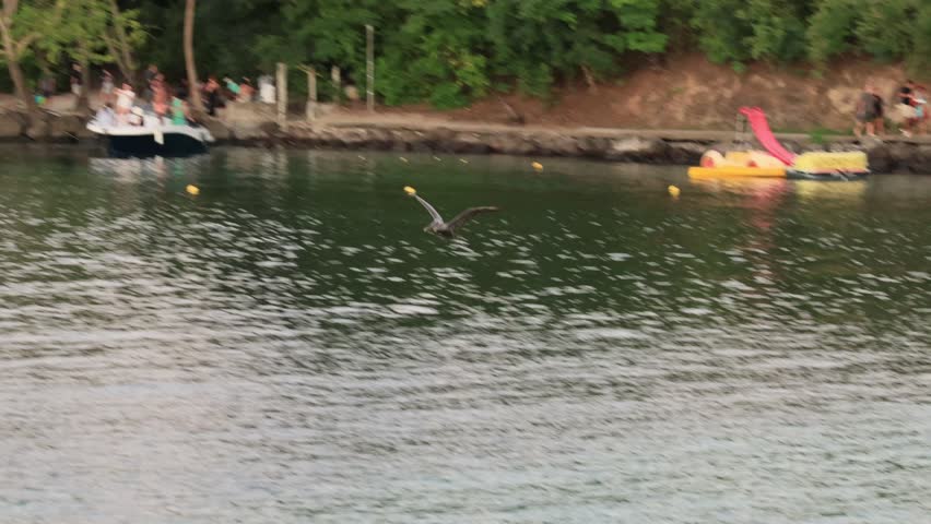 Brown pelican flying low to in the tropical sea of a bay in Martinique, with people and boats visible on the shore and a floating line in the background. Pelecanus occidentalis species.