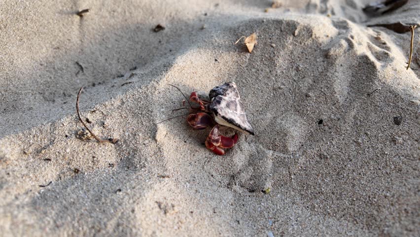 Hermit crab with striking red claws and an intricate shell slowly moving on coarse sand, enjoying the tropical sun and Caribbean wildlife on a beach in Martinique. Bernard-hermite: Coenobita clypeatus