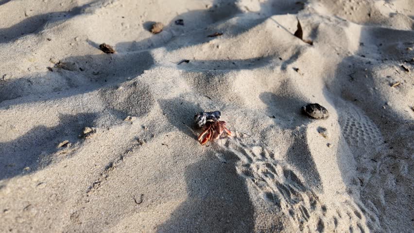 Hermit crab with dark shell foraging and sheltering on light brown sand of a Martinique beach, detailed close-up under natural sunlight on tropical sand. Bernard-hermite: Coenobita clypeatus