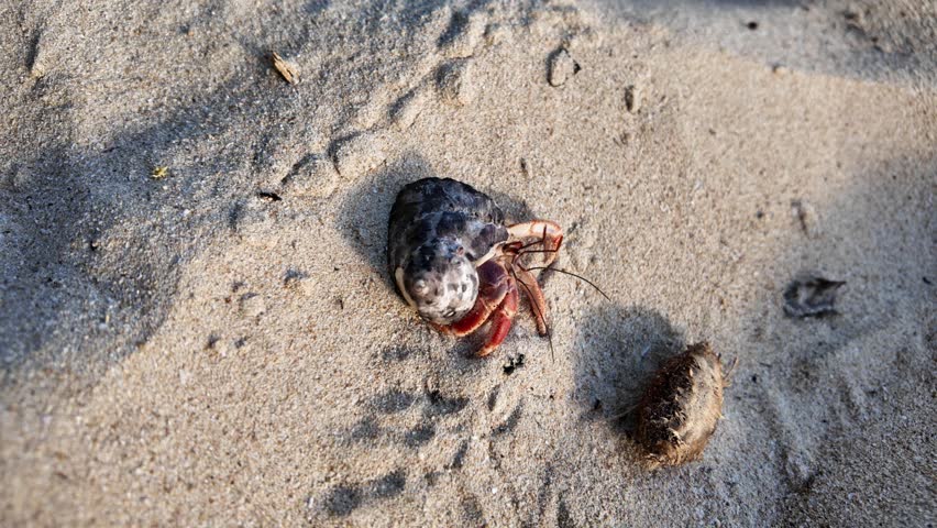 Hermit crab with dark shell foraging and sheltering on light brown sand of a Martinique beach, detailed close-up under natural sunlight on tropical sand. Bernard-hermite: Coenobita clypeatus