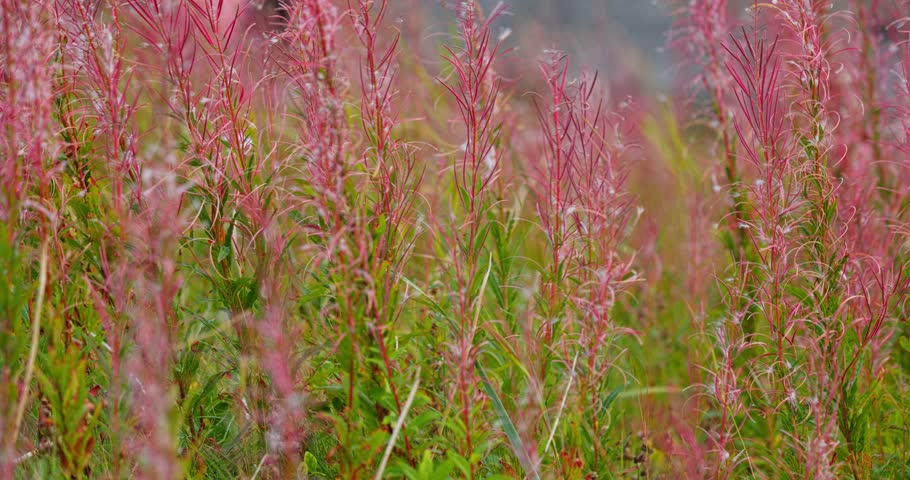 Close-up footage of the flowers of ivan tea are swaying in the wind in Teriberka, Murmansk region, Russia, Arctic