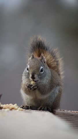 Cute Red Squirrel Eating in Close-Up | Wildlife Moment in Canada