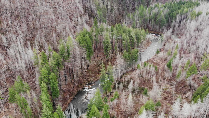 Burnt and Green Trees Near River Bend