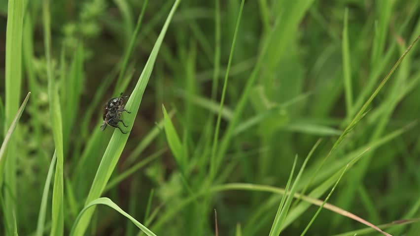 Closeup of Beetle Insect Crawling on Grass Blade and Flying Away in Spring Meadow