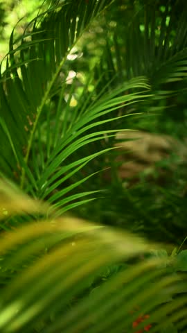 Sunlit tropical palm leaves in lush jungle. Vertical video