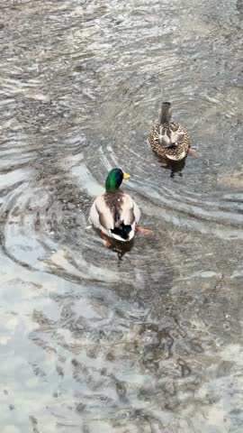 ducks on the water in winter, close-up of photo. mallard duck on a pond in winter.