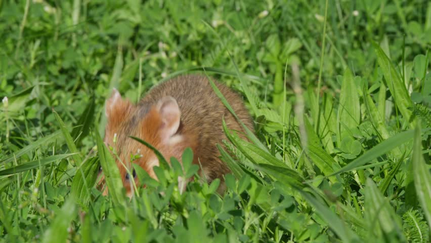 Hamster foraging in grass, raising and lowering its head fast while nibbling seeds and using front paws. Cute wild rodent close-up in natural greenery, daylight.