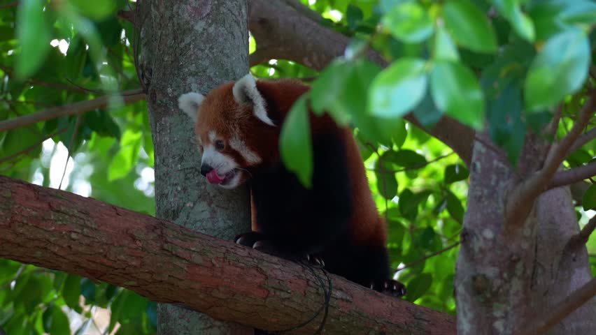 Close up shot of a red panda (Ailurus fulgens) climbing the tree.