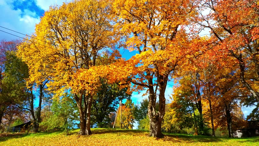 Falling leaves and autumn trees displaying vibrant yellow and orange foliage under a clear blue sky