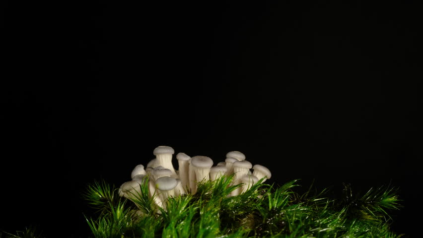 Macro time-lapse of wild mushrooms emerging from the forest floor and moss.