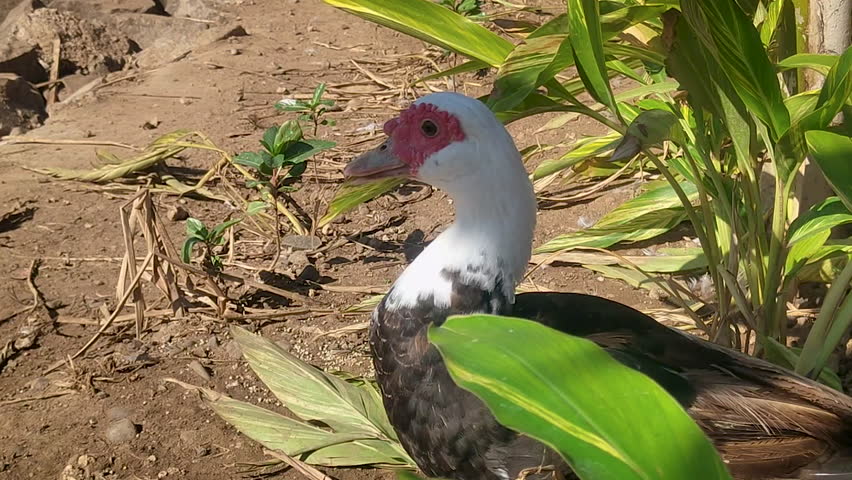 Muscovy duck resting on farm soil surrounded by green plants, domestic poultry bird in rural countryside environment under natural sunlight.