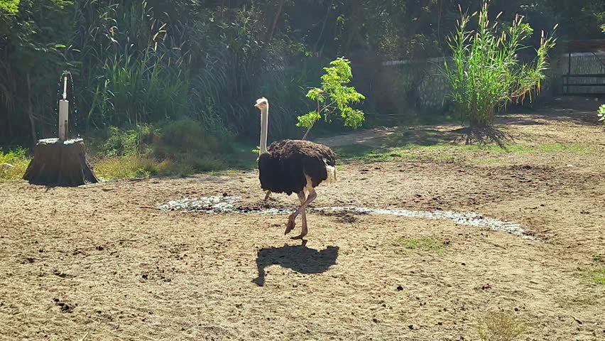 Statue of Unity Jungle Safari shows ostriches walking and feeding in open enclosure at Ektanagar Gujarat India, natural wildlife behavior inside modern zoological park.