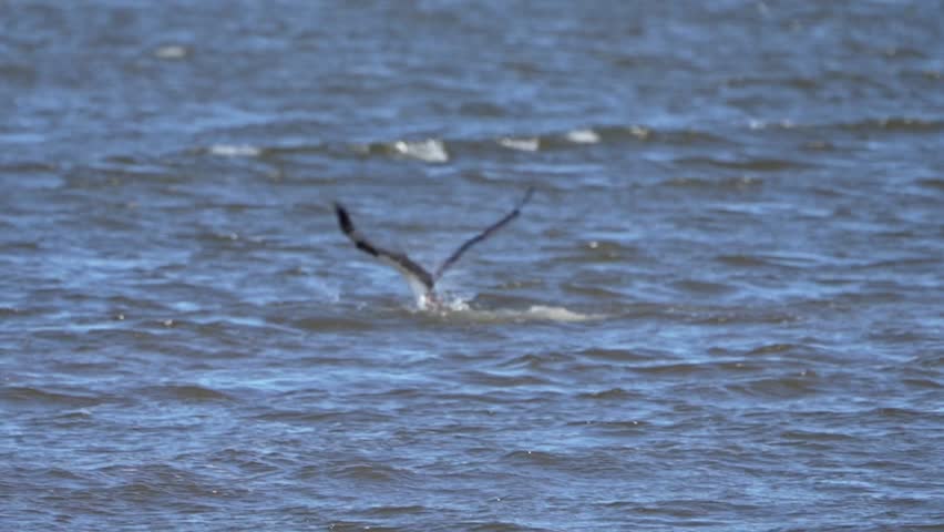 An osprey fishing on a river